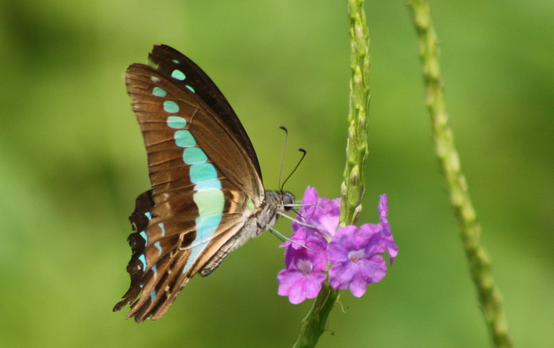 Common Bluebottle